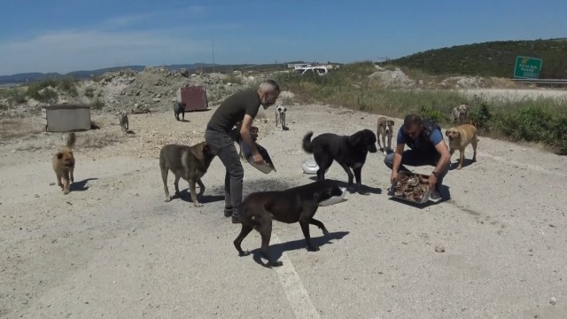 (Özel) Sokak hayvanlarına özel ciğer kebap