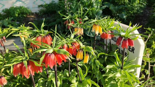 Ters lalelerin görsel şöleni bitti