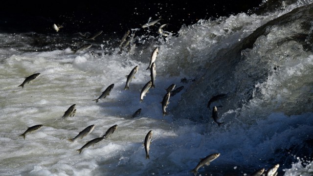 (Özel) Uçan balıkların muhteşem göçü