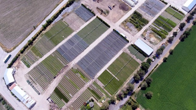 (Özel) Yılda 1.5 milyon fidan üretip doğayı yeşillendiriyorlar