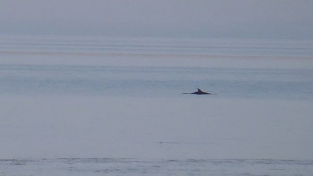 (ÖZEL) Yunuslar salyadan kaçarken görüntülendi
