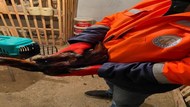 Pandemide horoz dövüşü 56 bin 822 TLye patladı