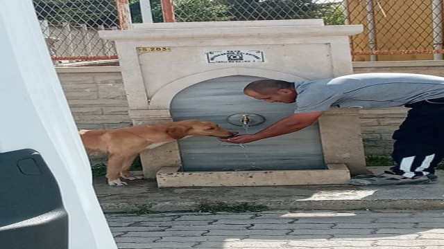 Park ve bahçeler görevlisi köpeğe eliyle su içirdi