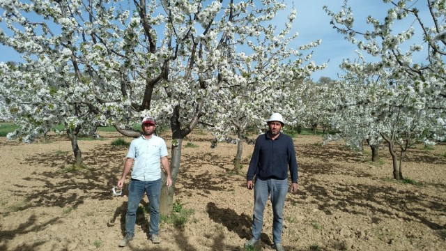 Pazarlar rengârenk çiçek açtı