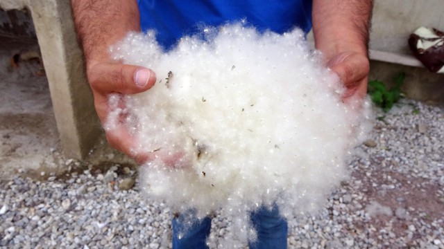 Polen üreten kavak ağaçlarının yerine ıhlamur fidanları dikilecek
