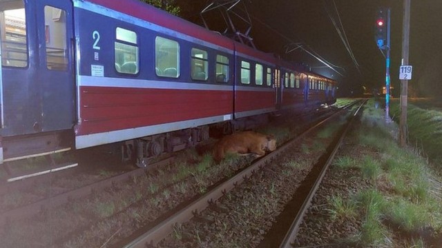 Polonyada 2 inek tren kazasından yara almadan kurtuldu