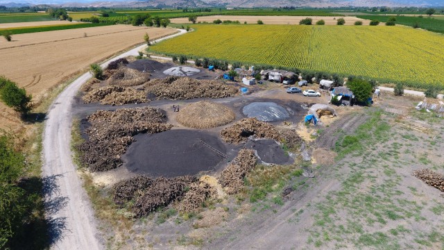 Portakal ağaçlarının kömür yolculuğu başladı