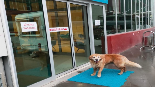 Sadık dost hastane önünde sahibini bekledi
