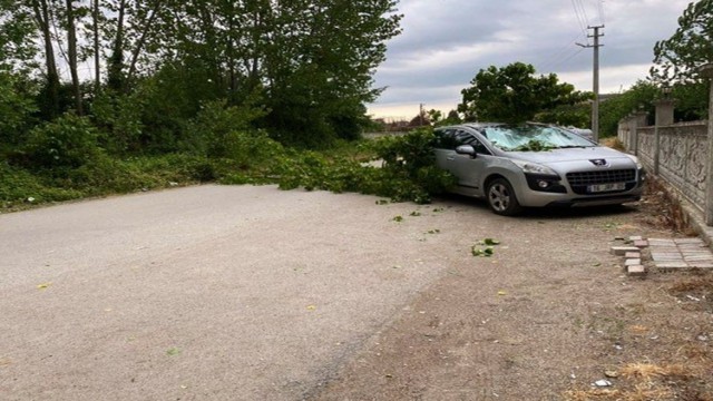 Sağanak yağış sonrasında aracın üzerine ağaç devrildi