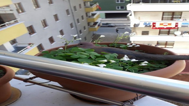 Saksıya yuva yaptı, yumurtalarına kimseyi yaklaştırmıyor