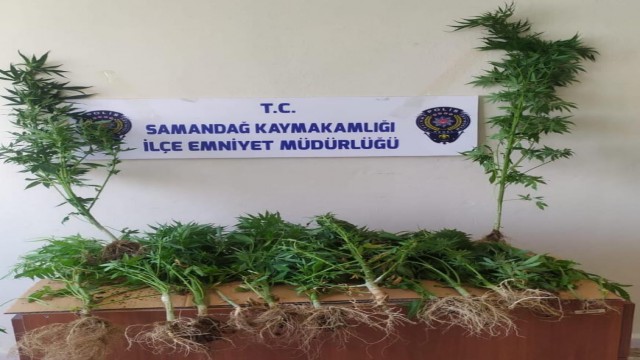 Samandağda kenevir operasyonu