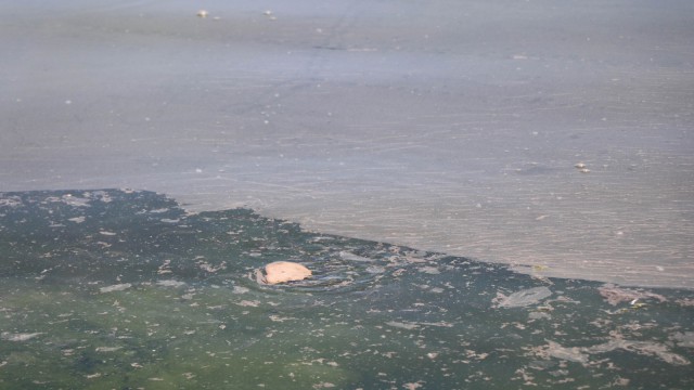 Samsun Limanında tedirgin eden kirlilik: Gözler gemilerde