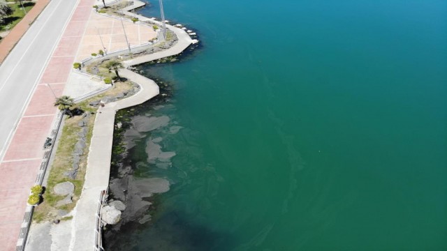 Samsun Limanındaki tabakanın ‘deniz salyası olduğu kesinleşti