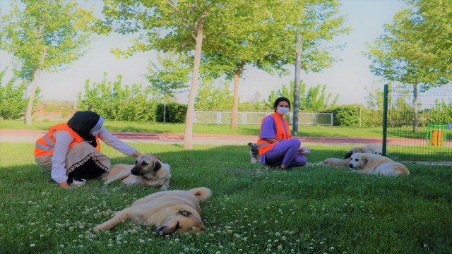 Şanlıurfada gençler sokak hayvanlarını unutmadı