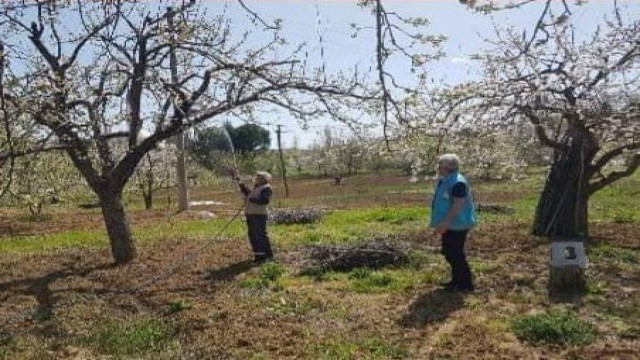 Şaphanede meyve bahçelerinde ilaçlama çalışmaları