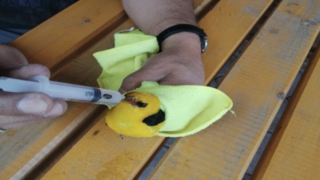 Sarı asma kuşu tedavi altına alındı