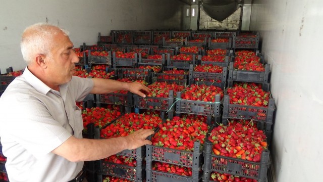 Sason çileği ABD ve Avrupa yolcusu