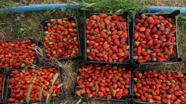 Sason çileği yurt dışı pazarına açıldı
