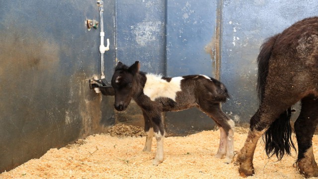 Şehir Ormanı ‘midillisine kavuştu