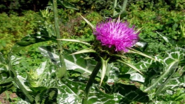 Şekli Covid-19a çok benziyordu incelemeye alınınca ilginç gerçekler ortaya çıktı