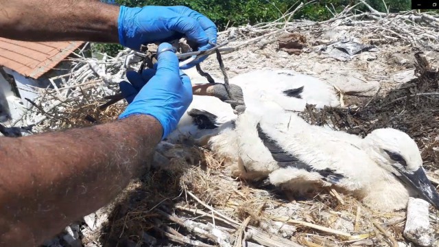 Serçinin yavru leyleği kurtuldu