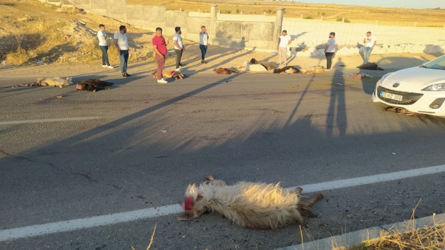 Seyir halindeki kamyonet koyun sürüsüne daldı, onlarca koyun telef oldu