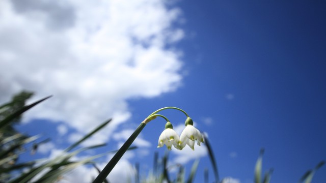 Şifa kaynağı “göl soğanı” doğa ve fotoğrafseverlerin ilgisini çekiyor