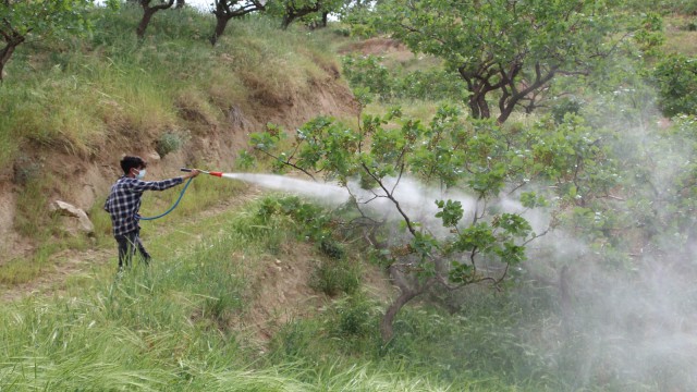 Siirtte kuraklık bağ sahiplerini korkuttu: Mahsullerin yanmaması için ilaçlama çalışması başlatıldı
