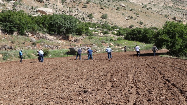 Siirtte susamları toprakla buluşturan çiftçinin yüzü güldü