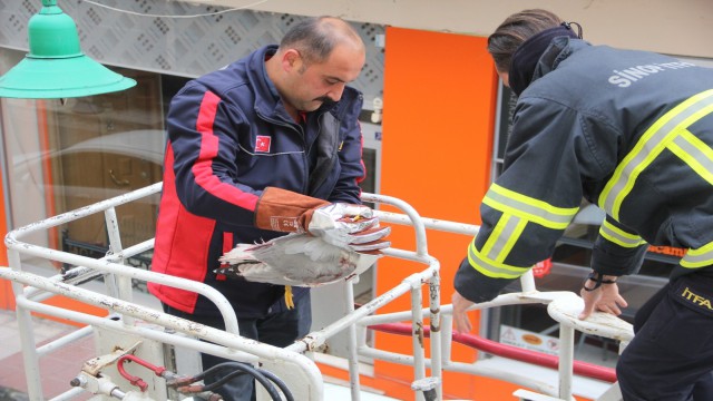 Sinopta mahsur kalan martıyı itfaiye kurtardı