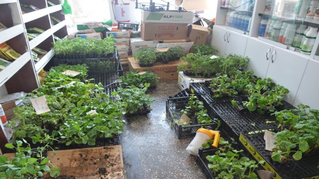 Sinopta pandemi sebze fidesi satışlarını patlattı