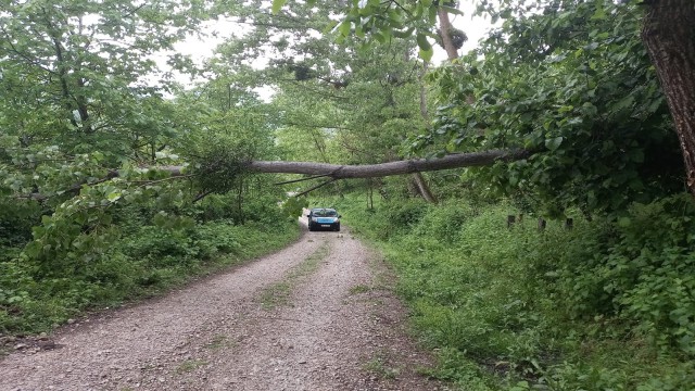 Sinopta yıkılan ağaç yolu kapattı