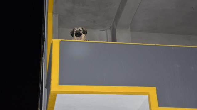 Siverekte inşatta mahsur kalan köpek itfaiye ekiplerince kurtarıldı