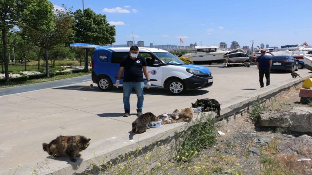 Sokak canları Kartal Belediyesine emanet
