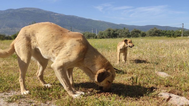 Sokak hayvanlarına mama desteği