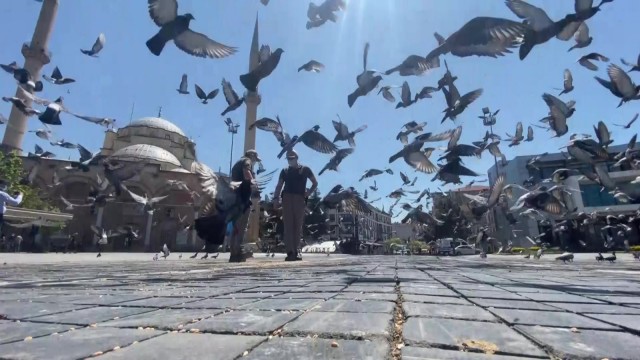 Sokak hayvanlarını ‘Haydi besledi