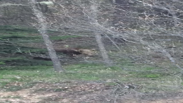 Şu güzelliğe bak, ben seni yerim” dediği ayı dönüp poz verdi