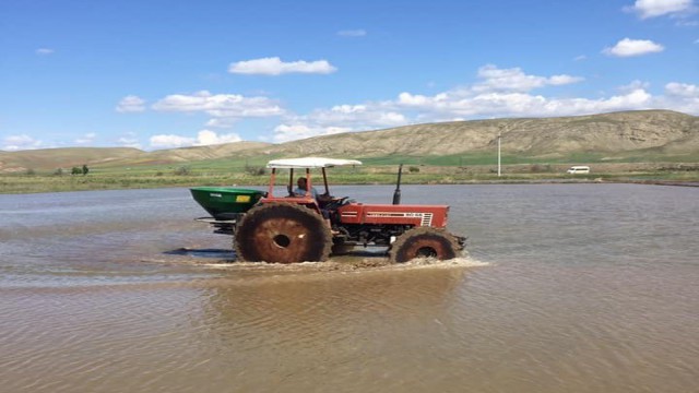Sungurluda çeltik ekimi başladı