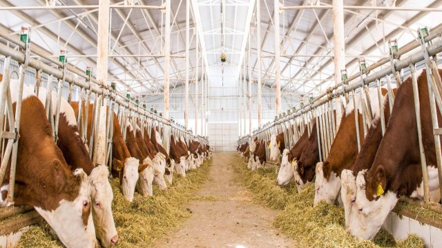 Sütün fiyatı kalitesine göre değişecek