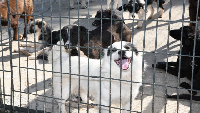 Tabatabaei: “Popülasyon kontrolü için kısırlaştırma çok önemli