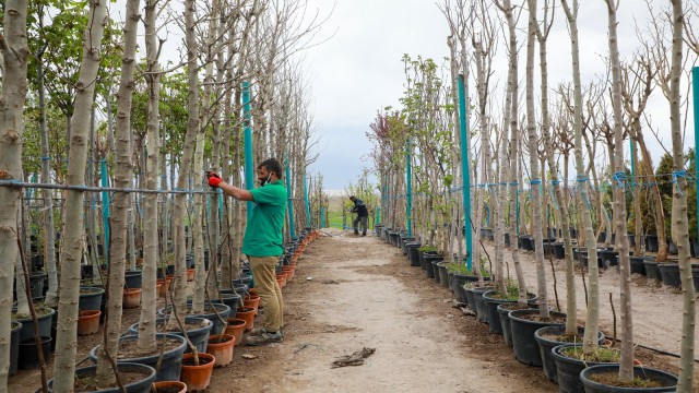 Talasa 10 bin metrekarelik yeni fidanlık