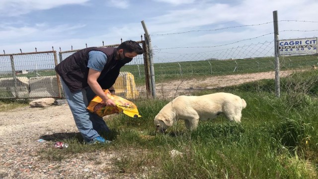 Tam kapanma günlerinde sokak hayvanları da unutulmuyor