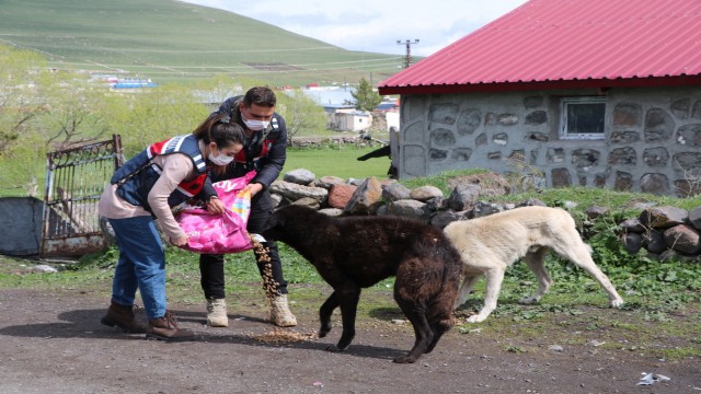 Tam kapanmada aç kalan sokak hayvanlarının yardımına koştu