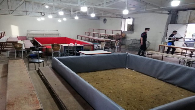 Tam kapanmada horoz dövüştürenlere jandarmadan baskın