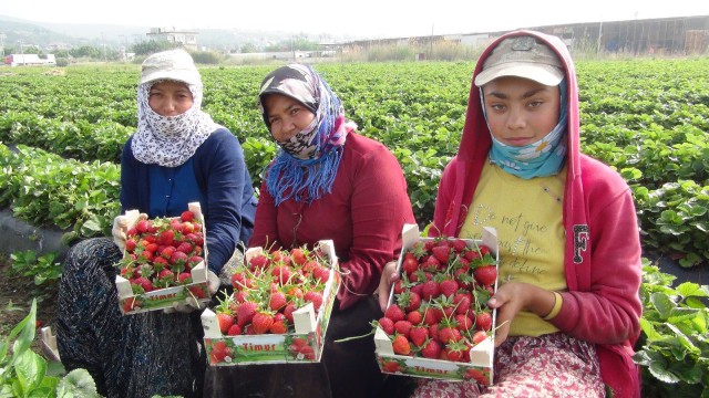 Tam kapanmada Rusyaya ve Iraka çilek ihracatı