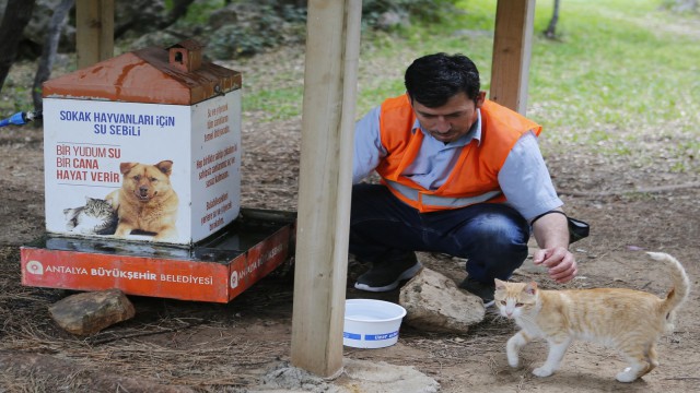 Tam kapanmada sokak hayvanlarını unutulmadı