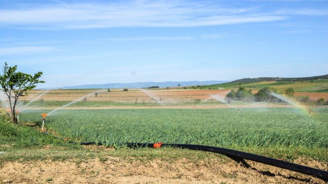 Taşköprüde sarımsaklara su verilmeye başladı