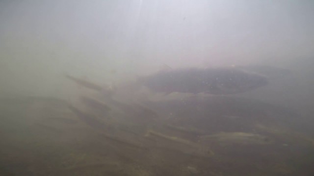 Tatlı su yataklarında yavru inci kefali şöleni