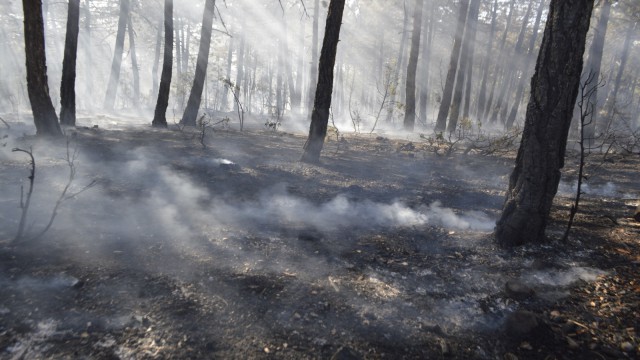Tavşanlıda orman yangını