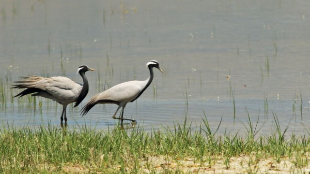 ‘Telli turna çifti için köylüler seferber oldu